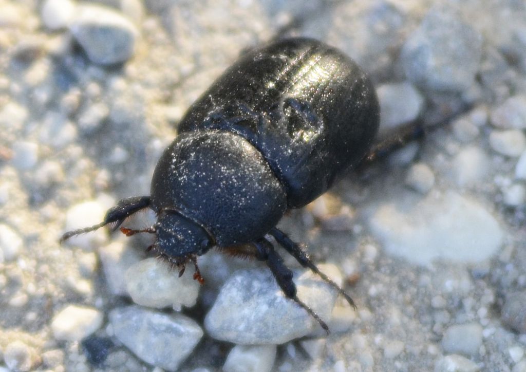 Pentodon bidens punctatus, Dynastidae